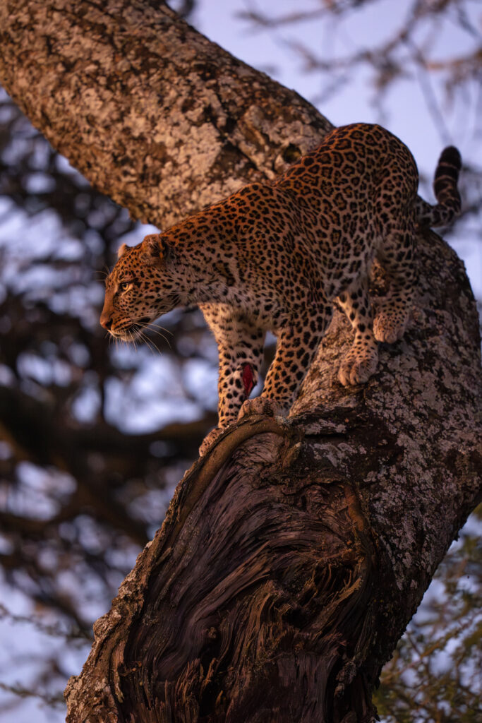Ndutu, Serengeti