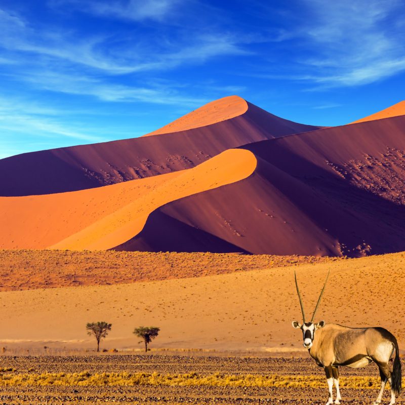 Sunset,In,Most,Ancient,In,The,World,Namib,Desert.,Oryx